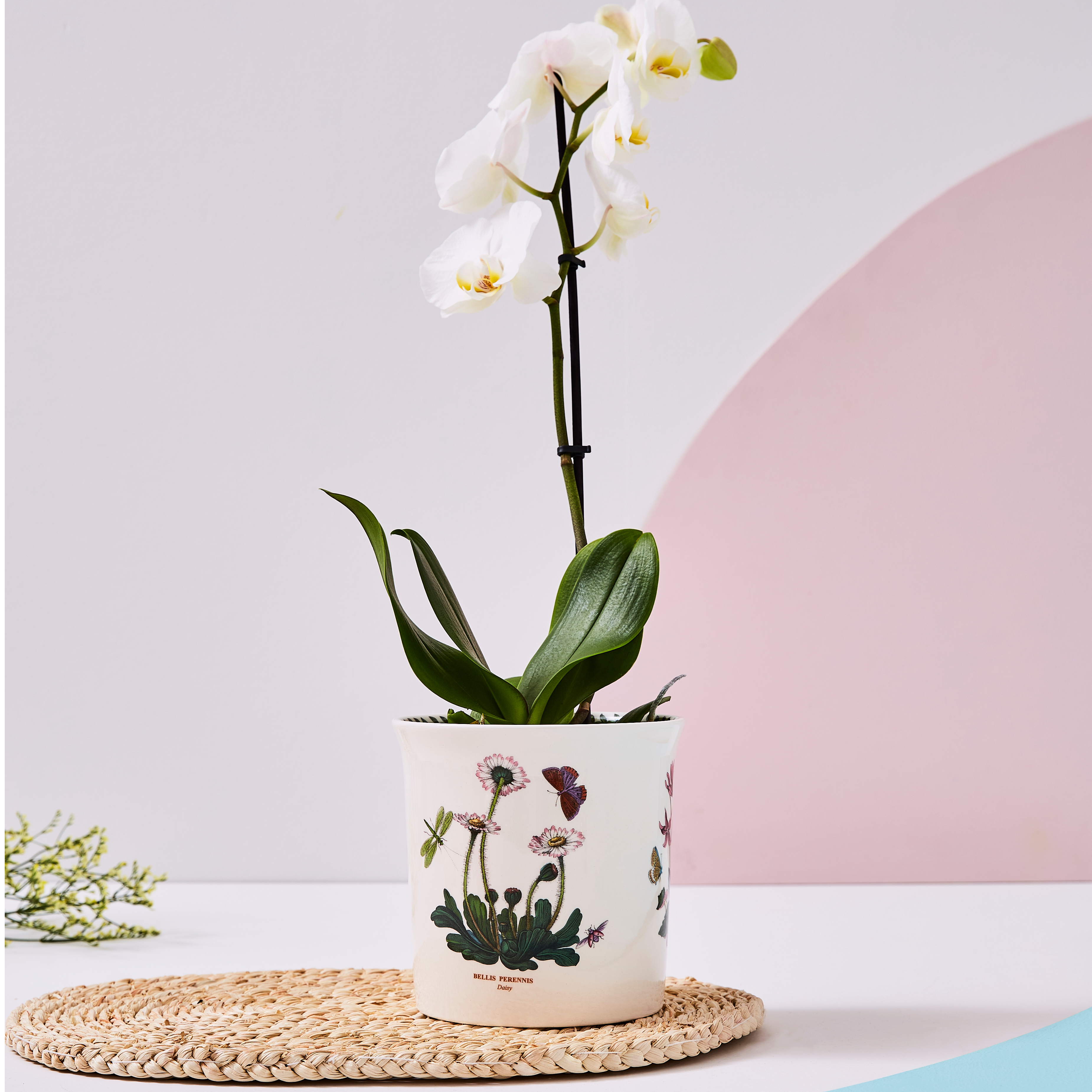Botanic Garden 6 inch Orchid Pot image number null